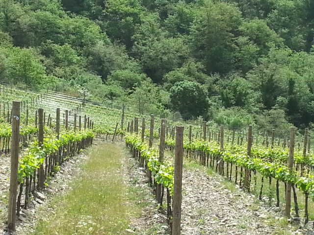 Vineyard